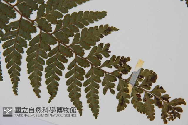 團羽鱗蓋蕨藏品圖，第3張