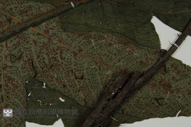 傅氏三叉蕨藏品圖，第3張