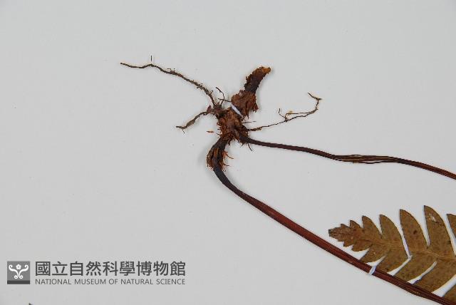 雉尾烏毛蕨藏品圖，第3張