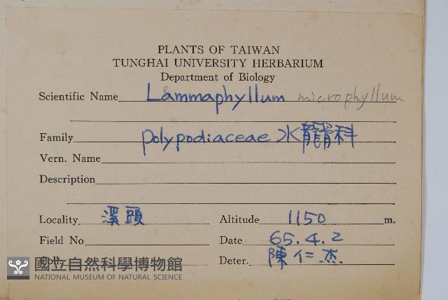 抱樹蕨、伏石蕨藏品圖，第2張