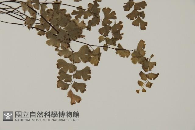 蘭嶼鐵線蕨藏品圖，第6張