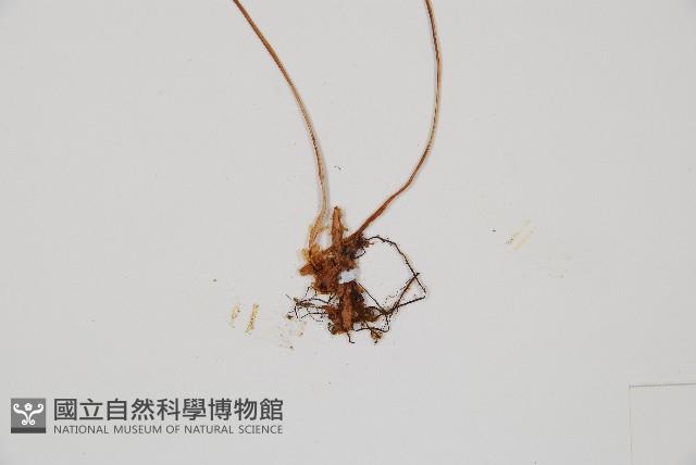 細裂羽節蕨藏品圖，第3張