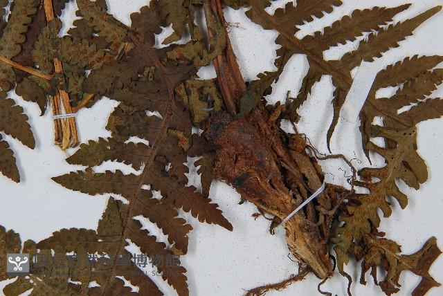 華中介蕨藏品圖，第3張