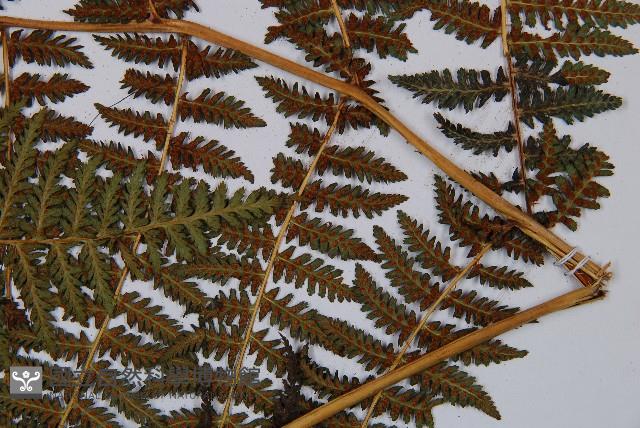 川滇蹄蓋蕨藏品圖，第6張