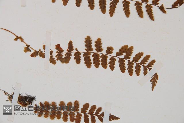 登錄號:P006252藏品圖，第3張