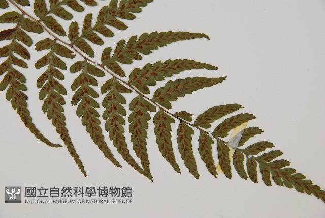 阿里山蹄蓋蕨藏品圖，第3張