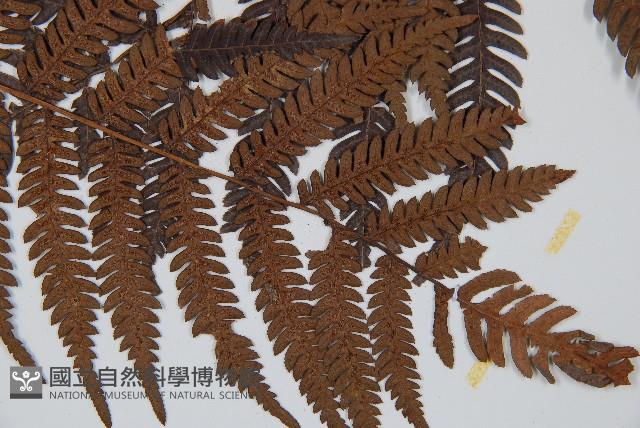 臺灣桫欏藏品圖，第3張