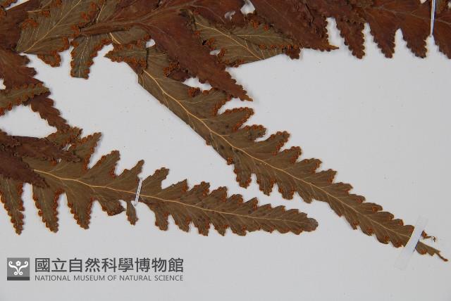 闊葉鱗蓋蕨藏品圖，第6張