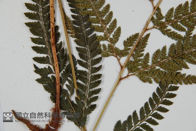 細葉複葉耳蕨藏品圖，第3張