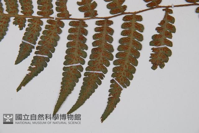 東洋蹄蓋蕨藏品圖，第3張