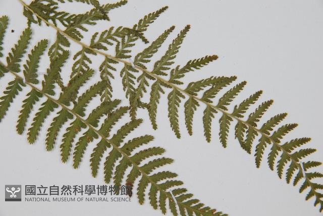 細毛碗蕨藏品圖，第3張