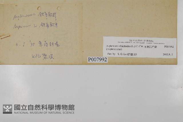 革葉鐵角蕨藏品圖，第2張