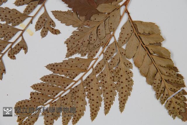 小葉複葉耳蕨藏品圖，第3張