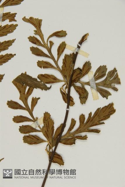 裂葉鐵角蕨藏品圖，第3張