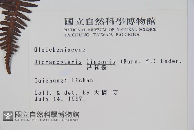 芒萁藏品圖，第2張