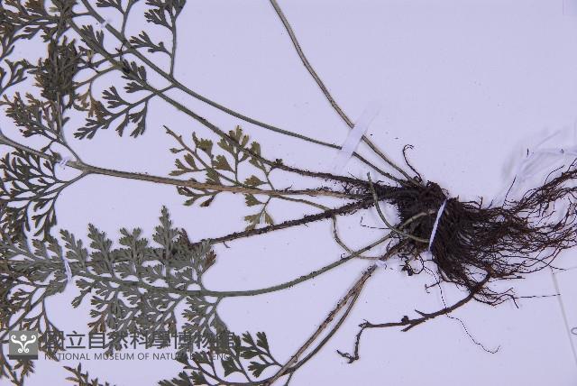 尖葉鐵角蕨藏品圖，第3張