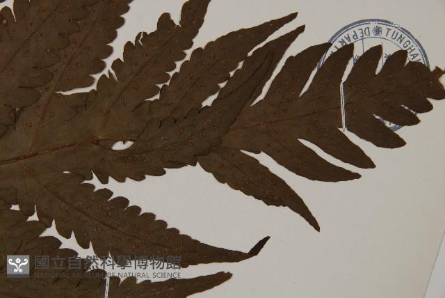 陰地三叉蕨藏品圖，第3張