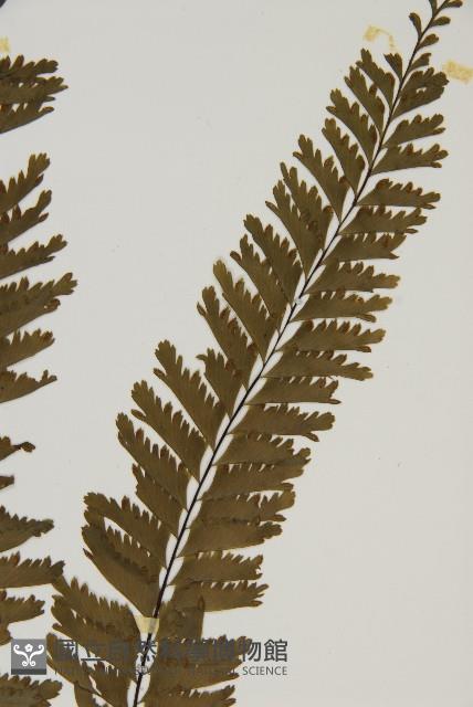 薄葉孔雀鐵角蕨、邊孢鐵角蕨藏品圖，第3張
