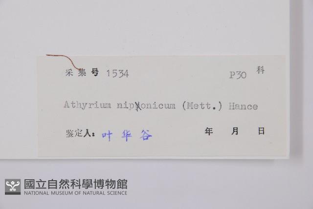 日本蹄蓋蕨藏品圖，第3張