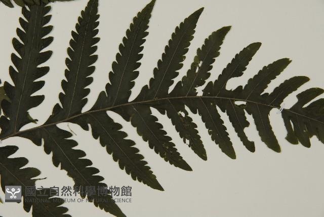 薄葉擬肋毛蕨、南洋三叉蕨藏品圖，第3張