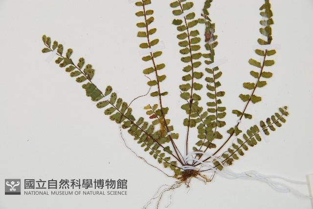 三翅鐵角蕨藏品圖，第3張