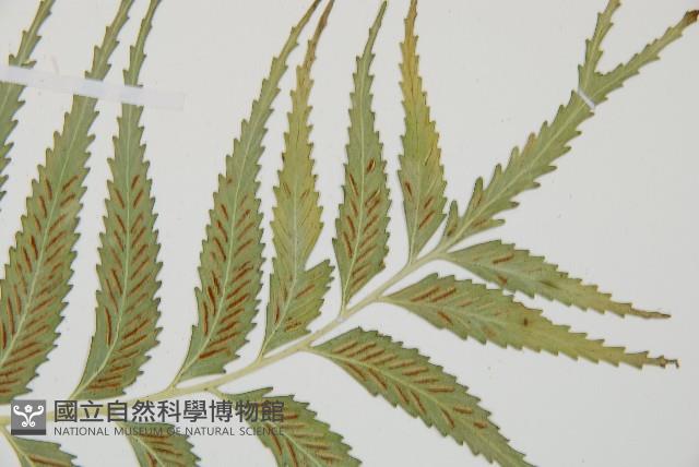 蘭嶼鐵角蕨藏品圖，第3張