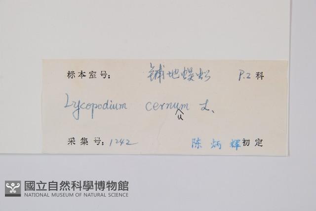 過山龍藏品圖，第2張