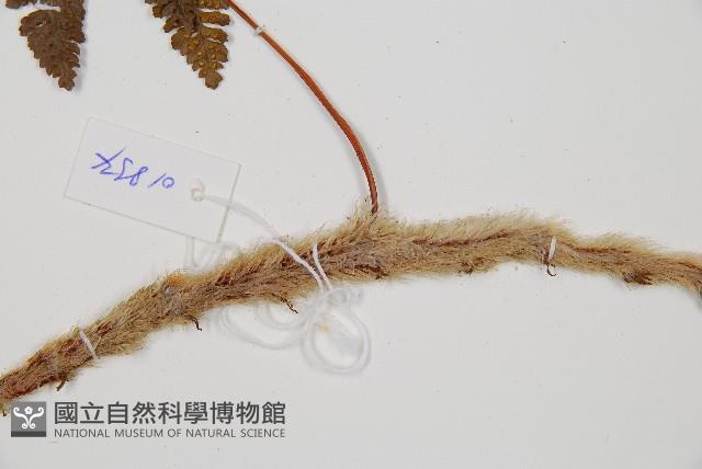 圓蓋陰石蕨藏品圖，第3張