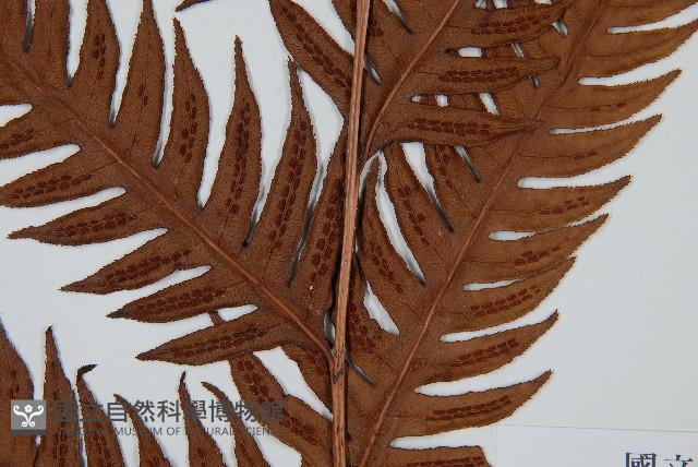 生芽狗脊蕨、頂芽狗脊蕨藏品圖，第3張