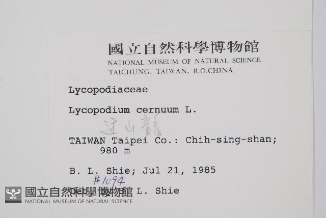 過山龍藏品圖，第2張