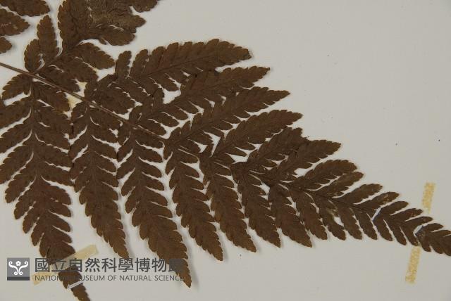 金毛蕨藏品圖，第3張