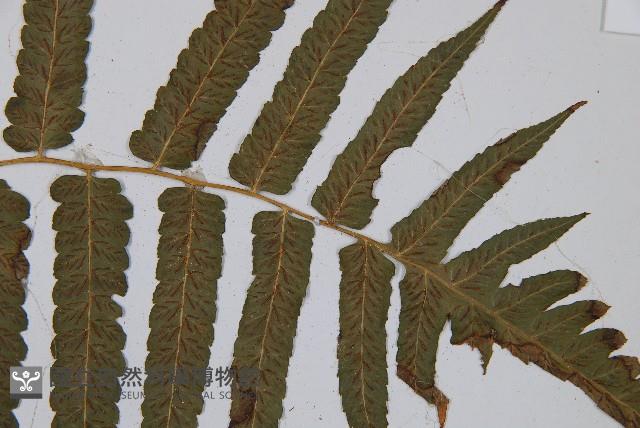 廣葉鋸齒雙蓋蕨藏品圖，第3張