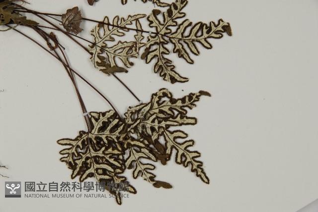 銀粉背蕨藏品圖，第3張