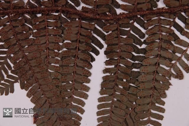 頂囊肋毛蕨藏品圖，第3張