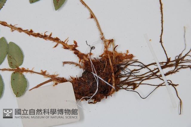 貫眾蕨藏品圖，第3張