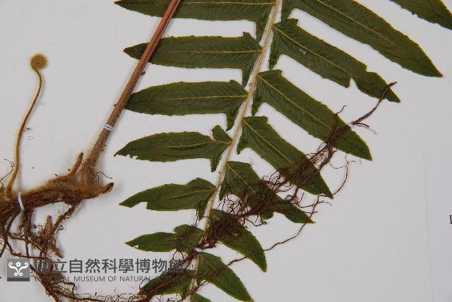 虎克氏鱗蓋蕨藏品圖，第3張