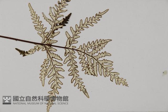 五角葉粉背蕨藏品圖，第3張