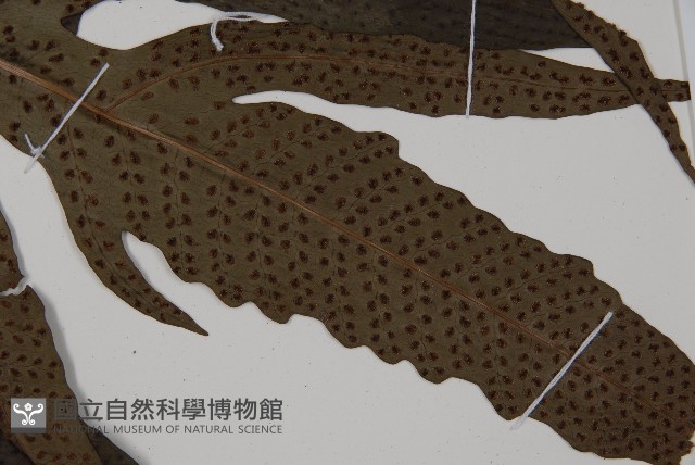 翅柄三叉蕨藏品圖，第3張