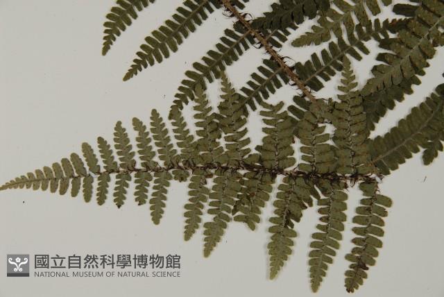 玉山肋毛蕨藏品圖，第3張