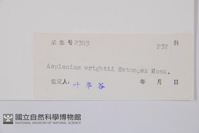 萊氏鐵角蕨藏品圖，第3張