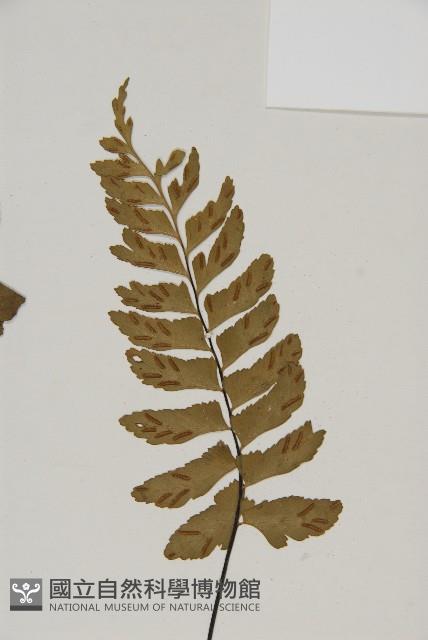 剪葉鐵角蕨藏品圖，第3張