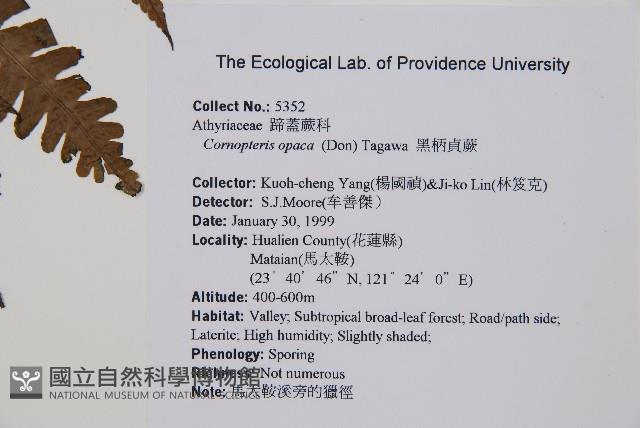 生根卷柏藏品圖，第2張