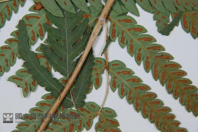 日本狗脊蕨藏品圖，第3張