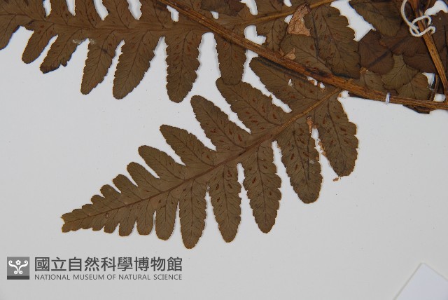 貞蕨藏品圖，第3張