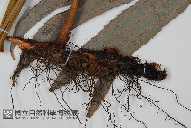 雙扇蕨藏品圖，第3張