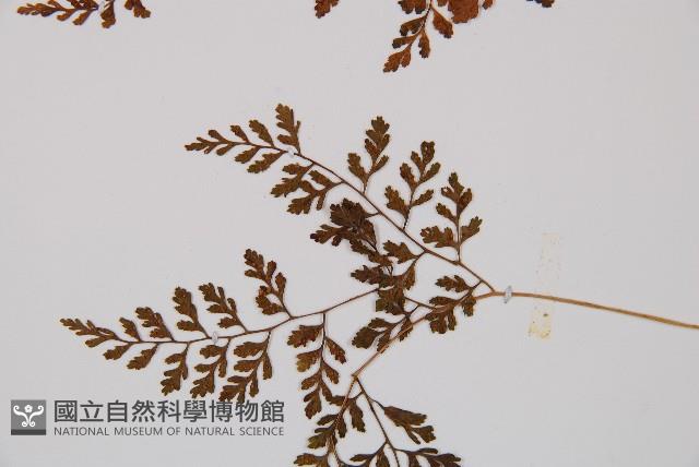 寬葉冷蕨藏品圖，第3張