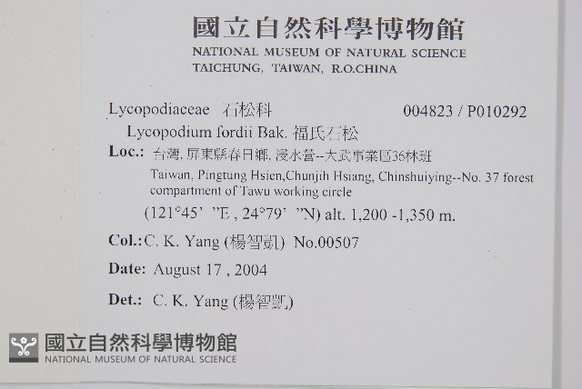 福氏石松藏品圖，第2張