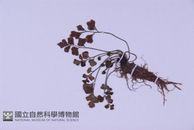 銀杏葉鐵角蕨藏品圖，第3張