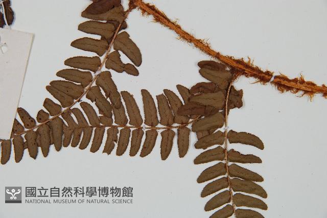 闊鱗鱗毛蕨藏品圖，第3張