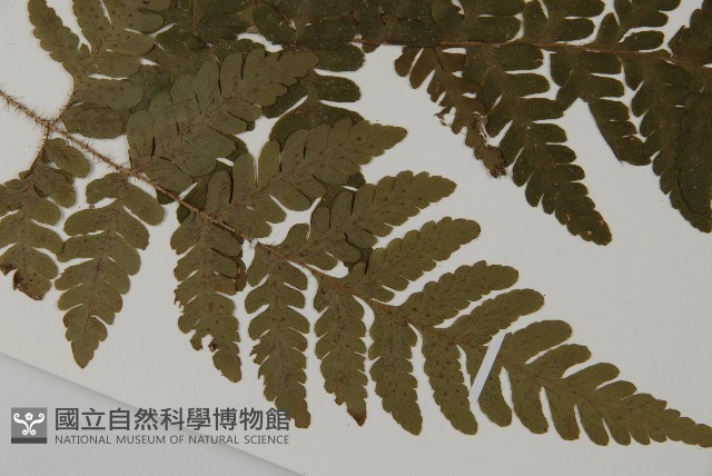 愛德氏肋毛蕨藏品圖，第3張